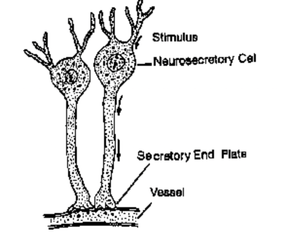 Nervous Tissue